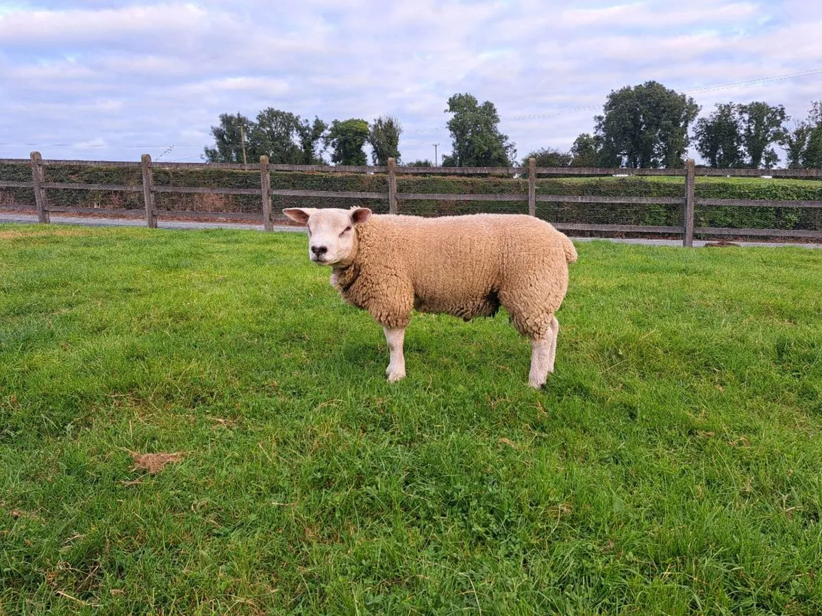 Super Texel Ram Lamb - Image 1