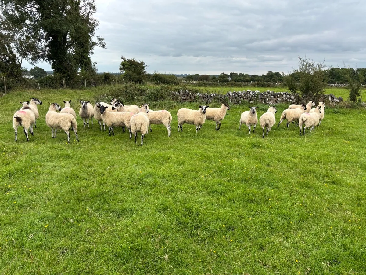 Mule hoggets - Image 2