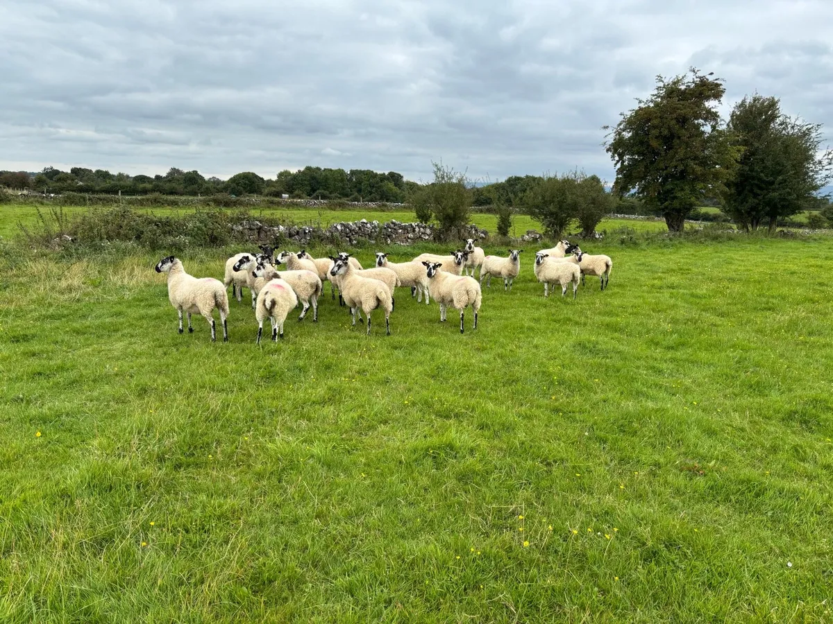 Mule hoggets - Image 3