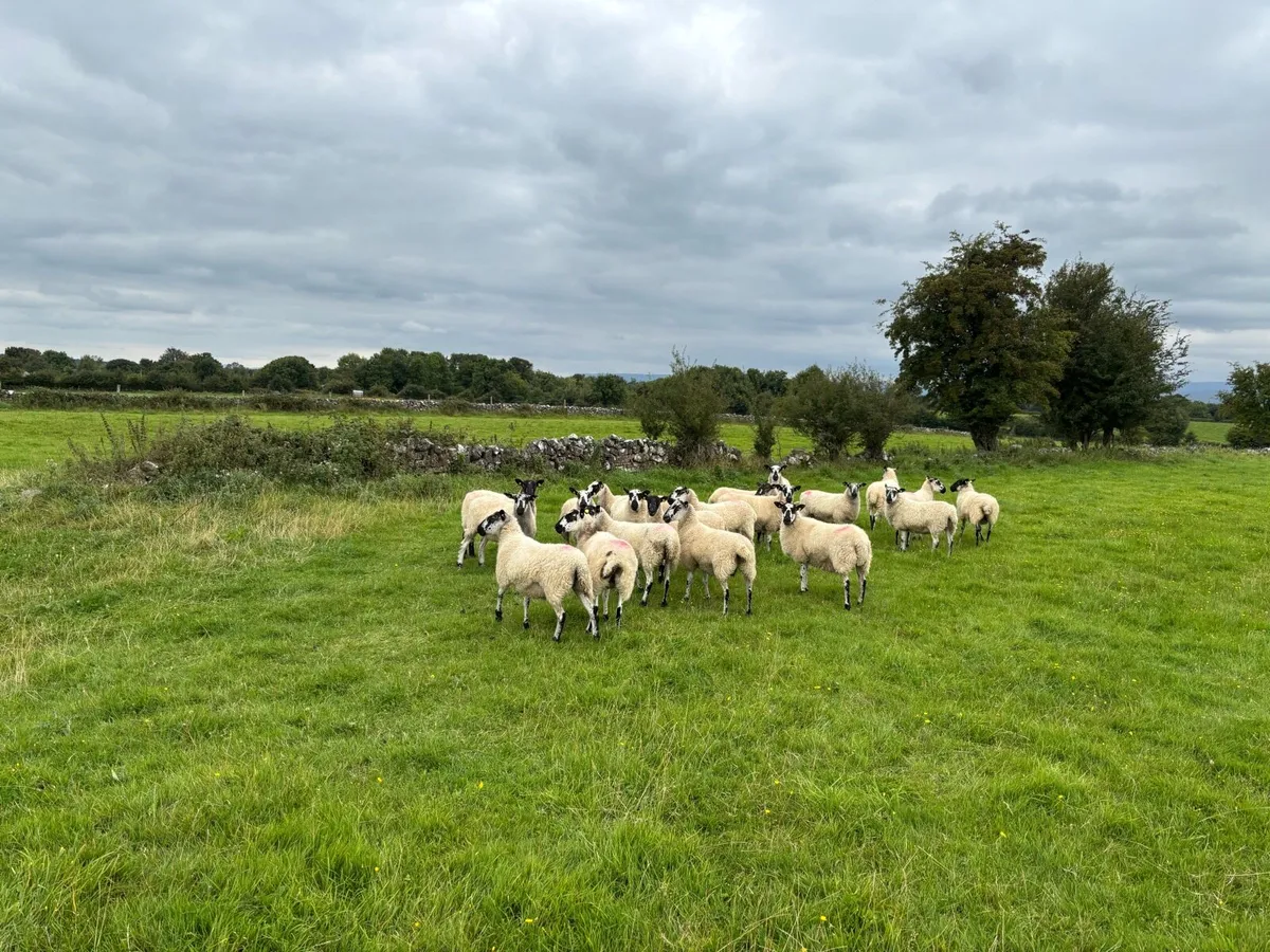 Mule hoggets - Image 4