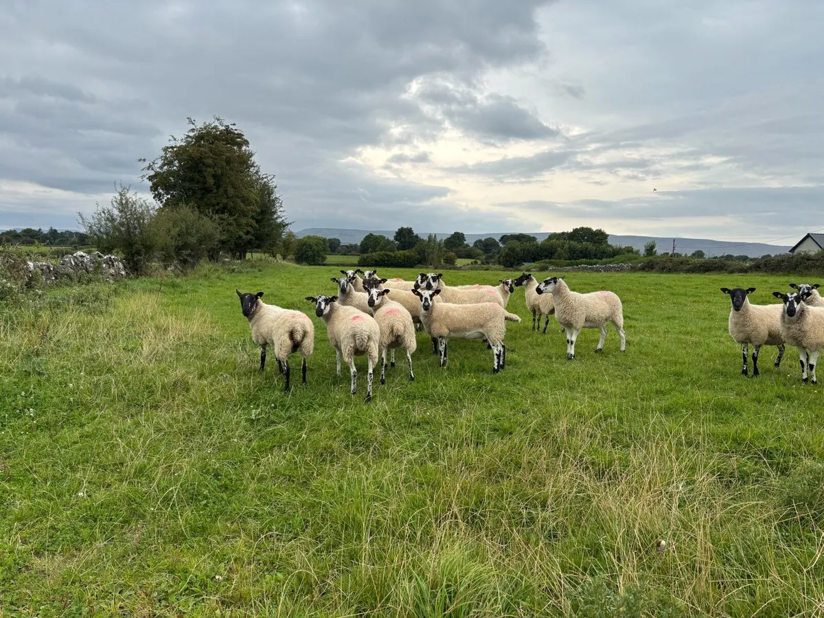 Mule hoggets - Image 1