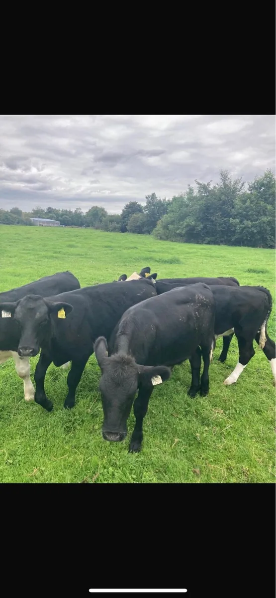 Bull calves - Image 1