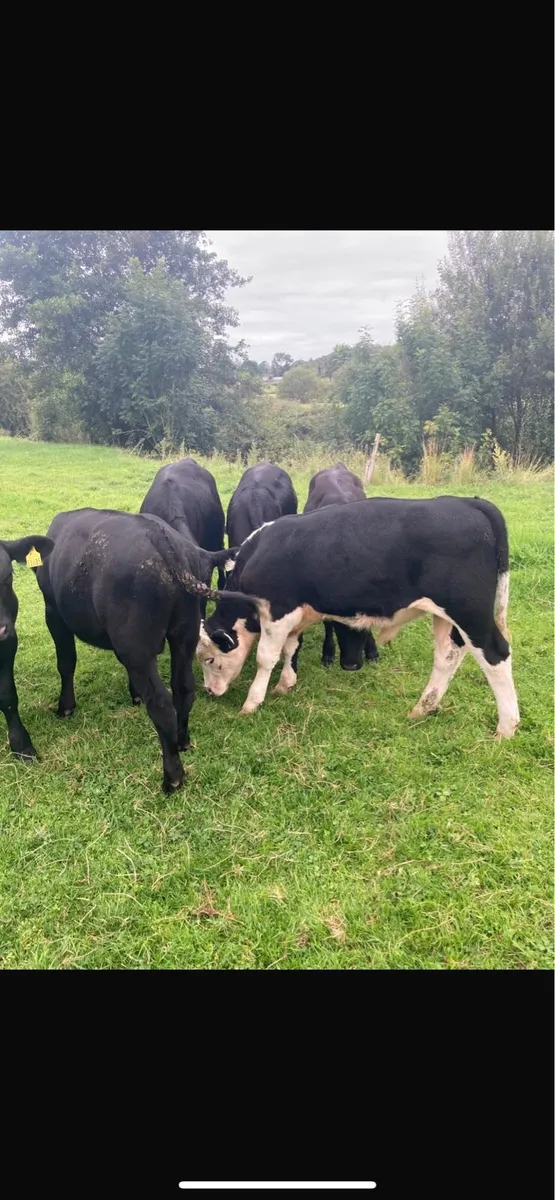 Bull calves - Image 2