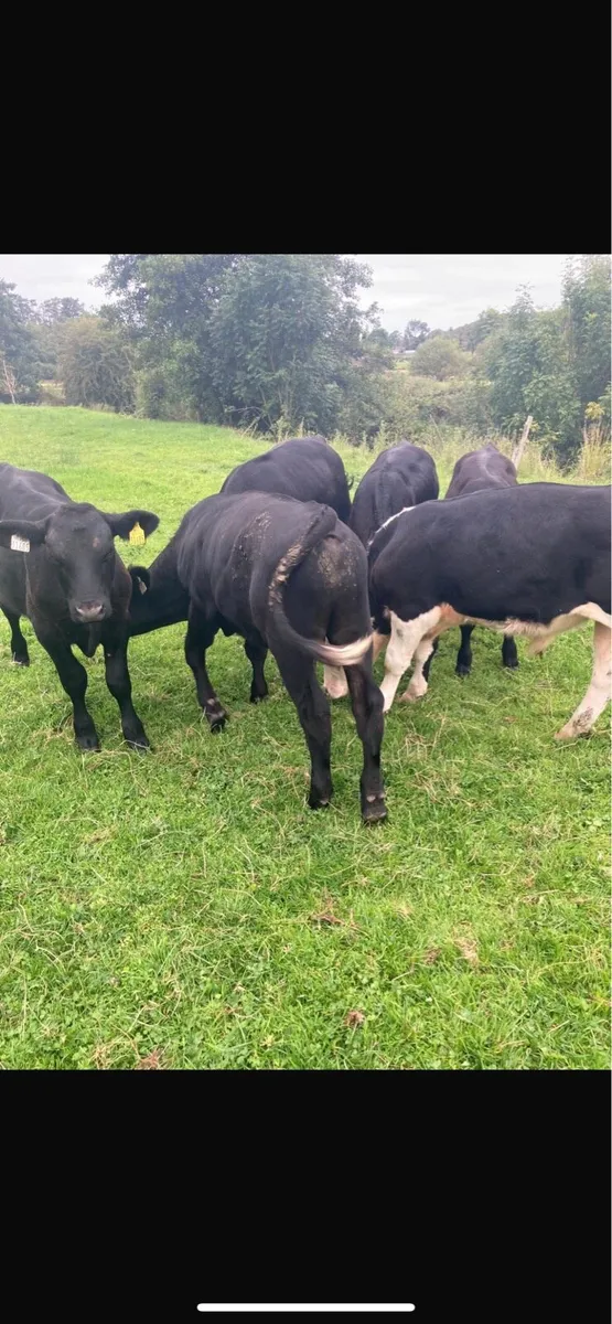 Bull calves - Image 3