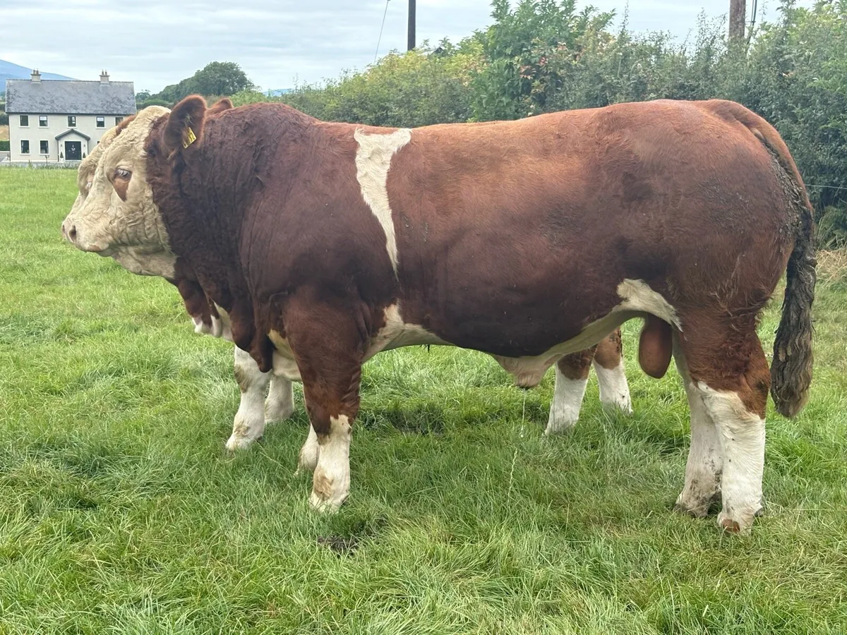 Simmental Bulls - Image 2