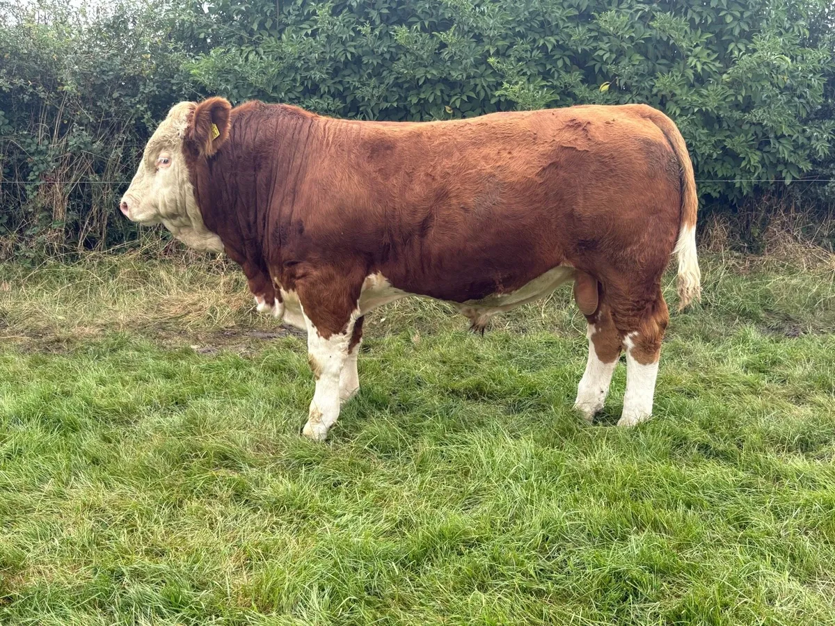 Simmental Bulls - Image 3