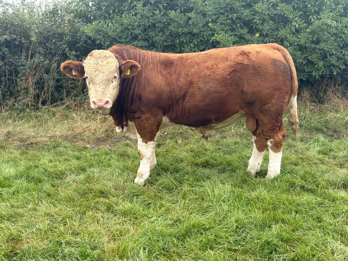 Simmental Bulls - Image 4