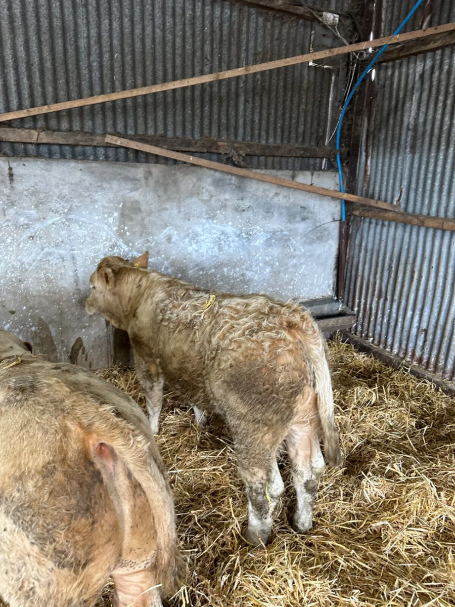 Charolais bulls - Image 3