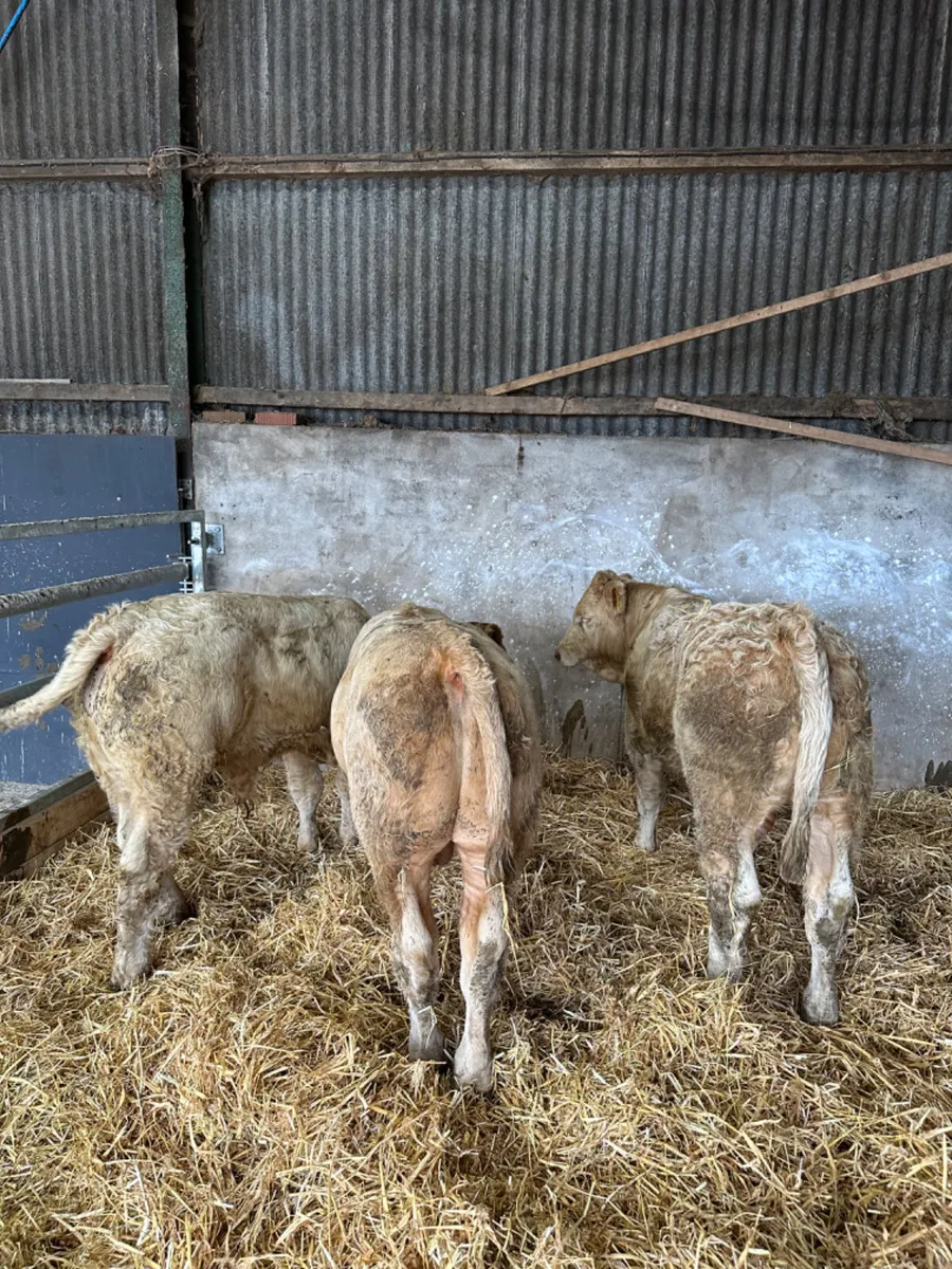 Charolais bulls - Image 2