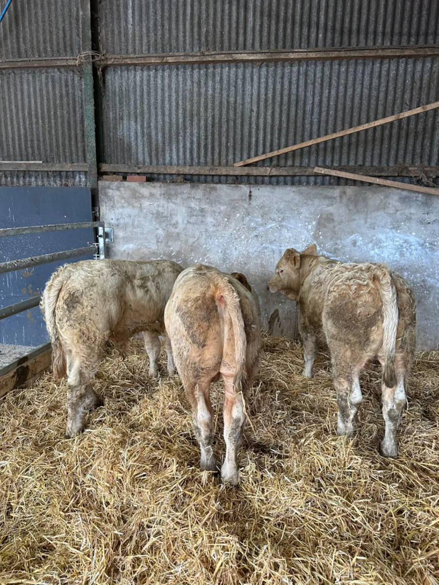 Charolais bulls - Image 1