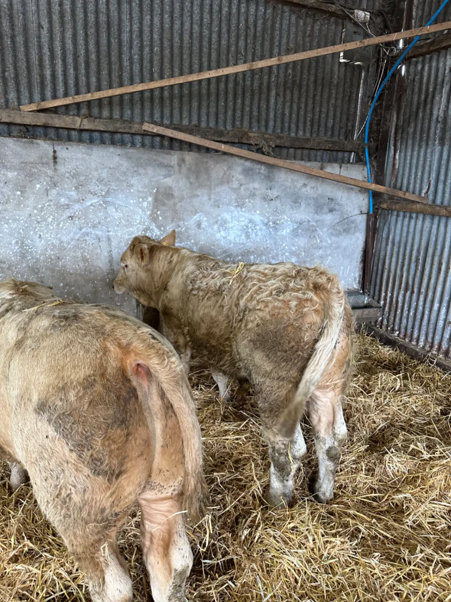 Charolais bulls - Image 4