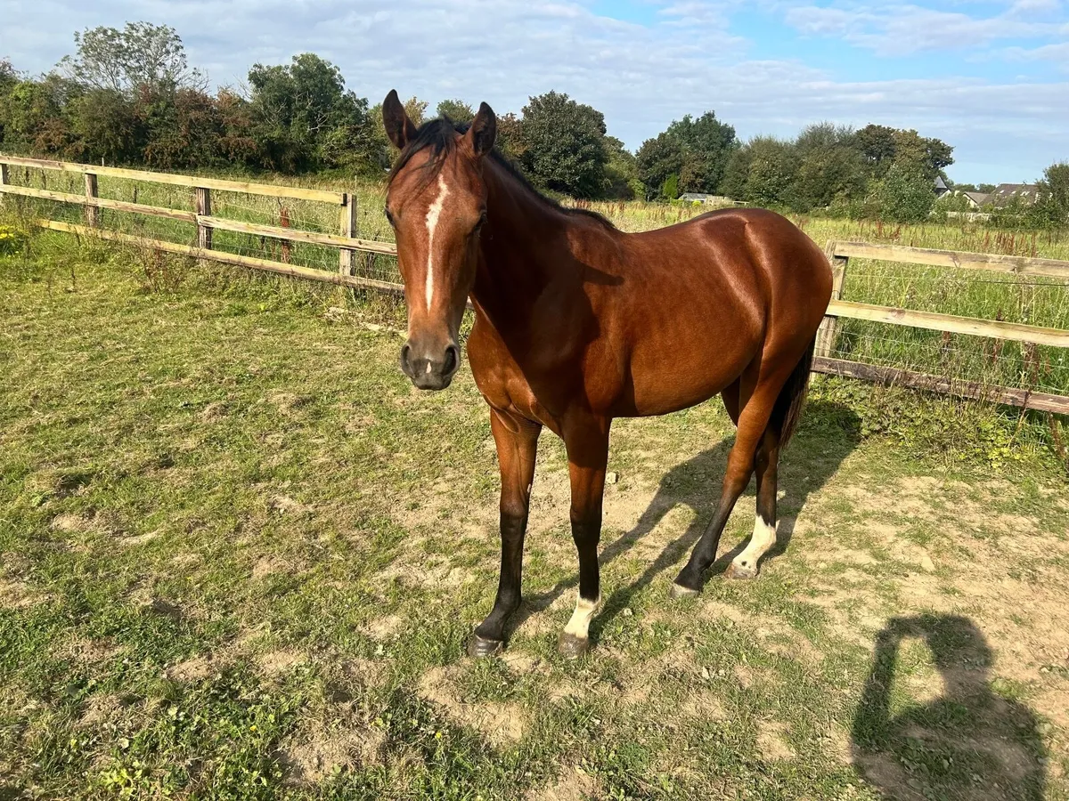 Stunning yearling filly by Tyson - Image 2