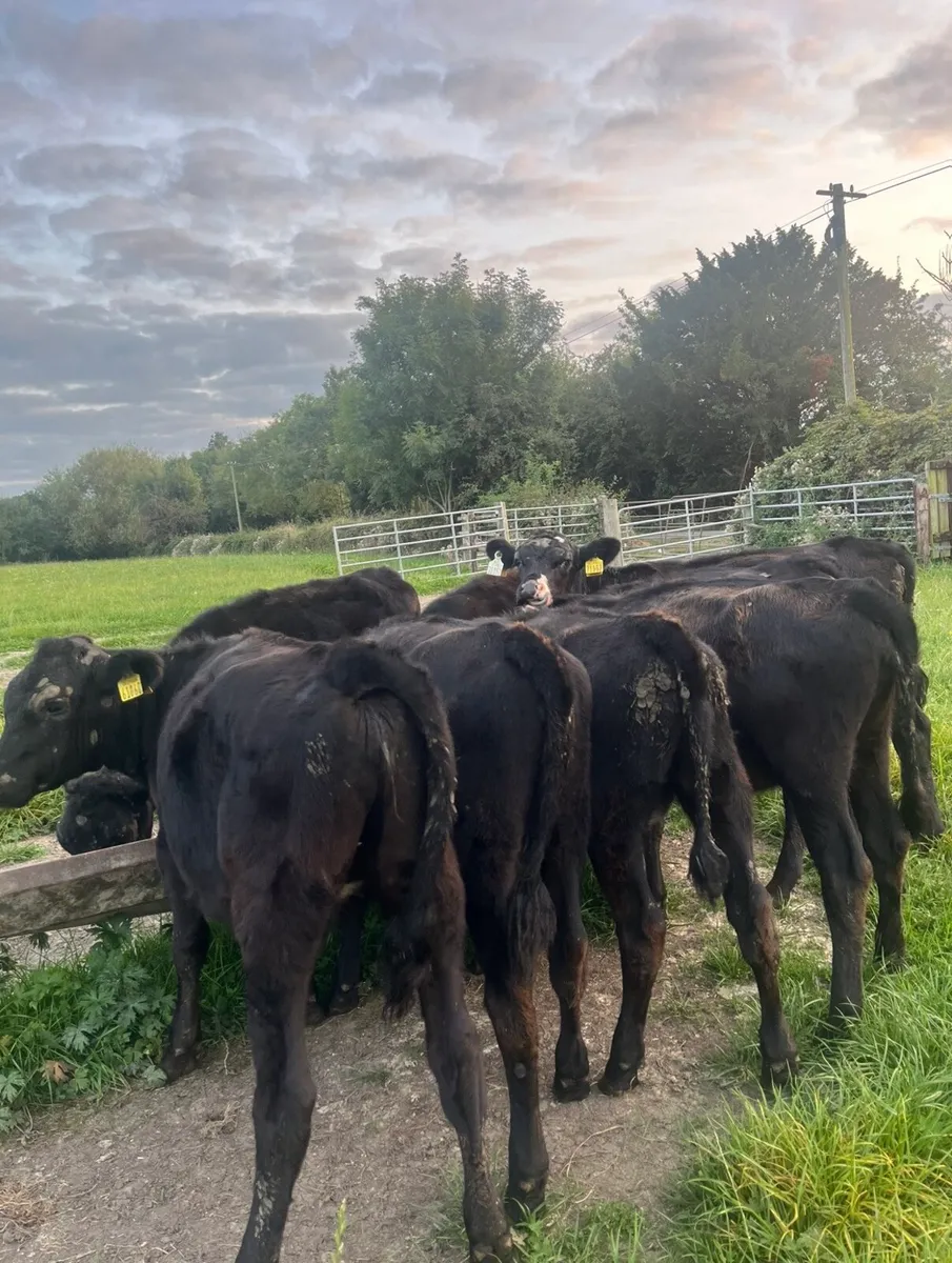 8 lovely Angus heifers for sale - Image 1