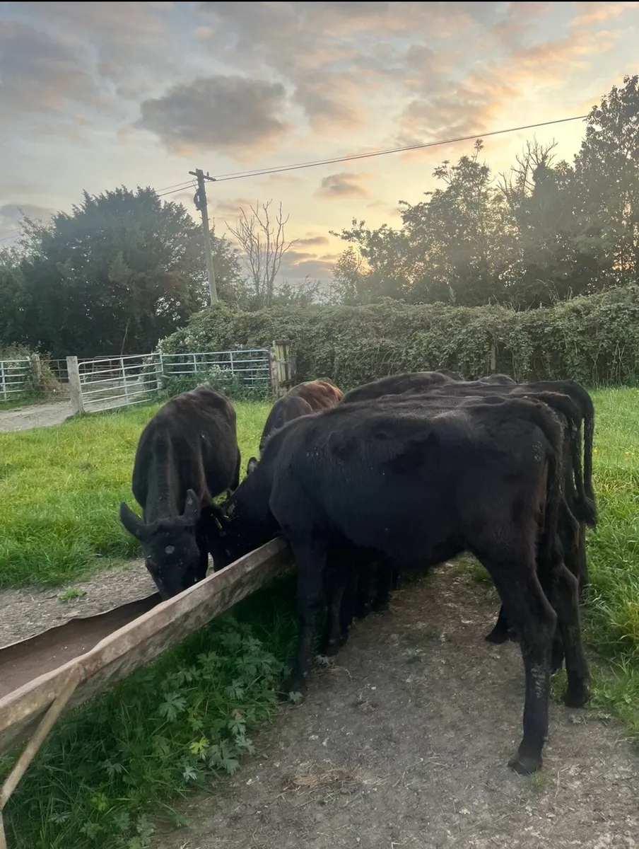 8 lovely Angus heifers for sale - Image 2