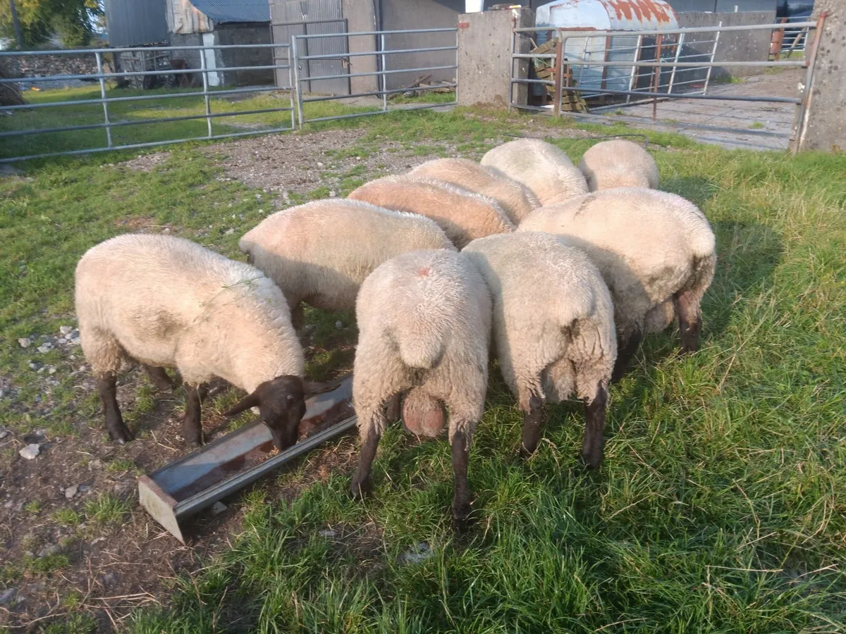 NZ Suffolk Lamb Rams - Image 2