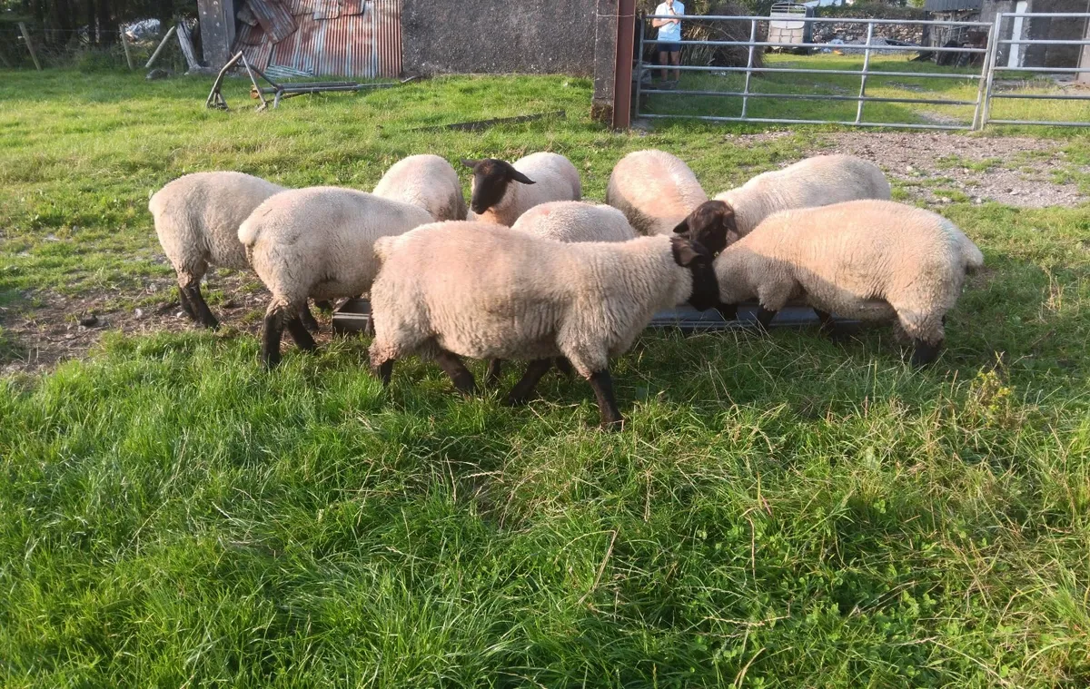 NZ Suffolk Lamb Rams - Image 3