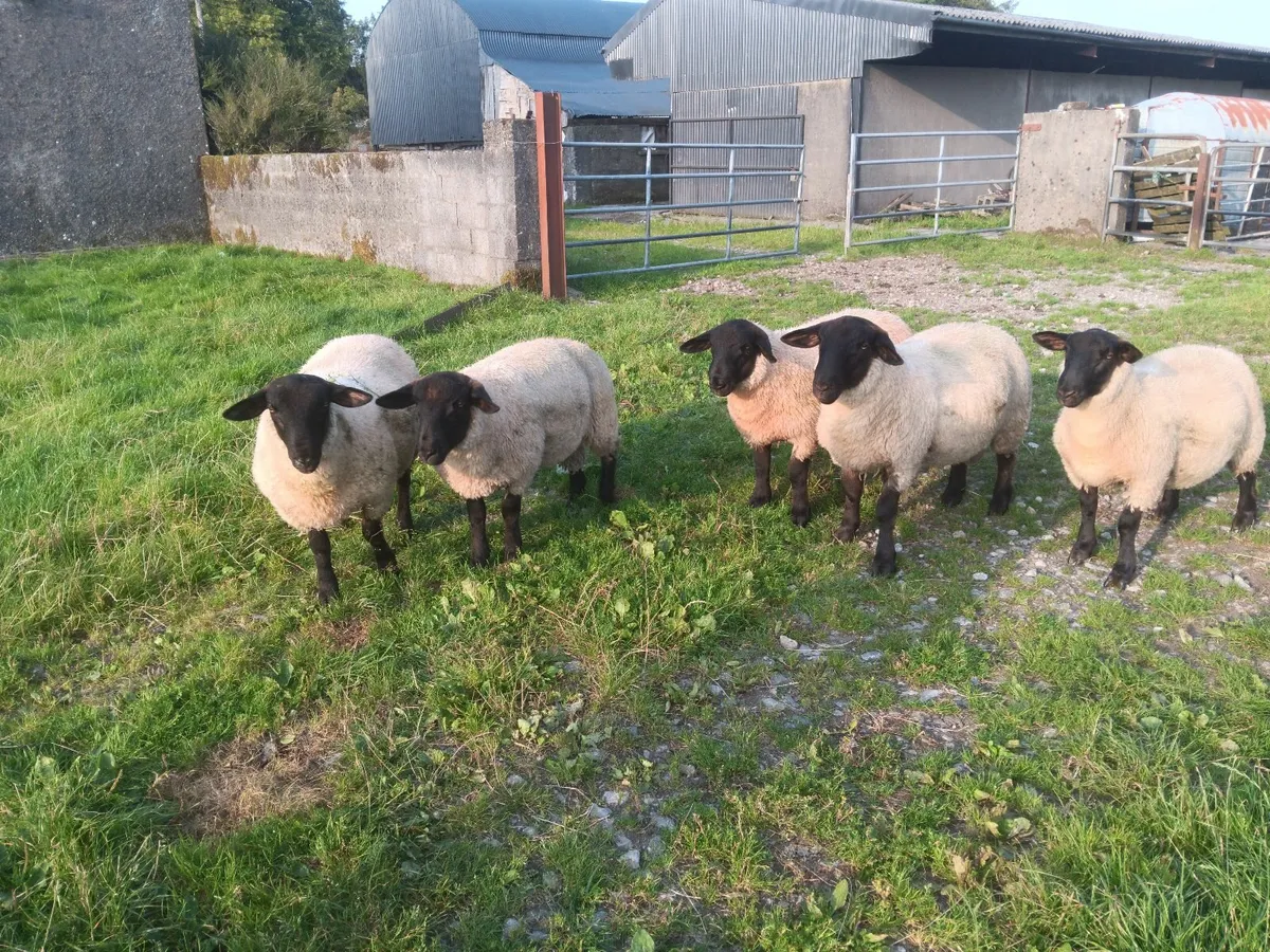 NZ Suffolk Lamb Rams - Image 1