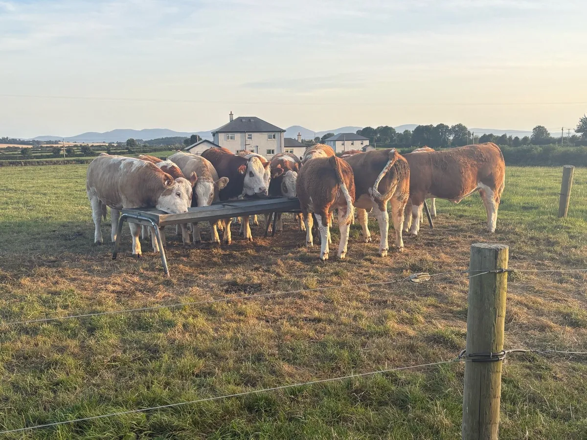 Pedigree Simmental Heifers - Image 2