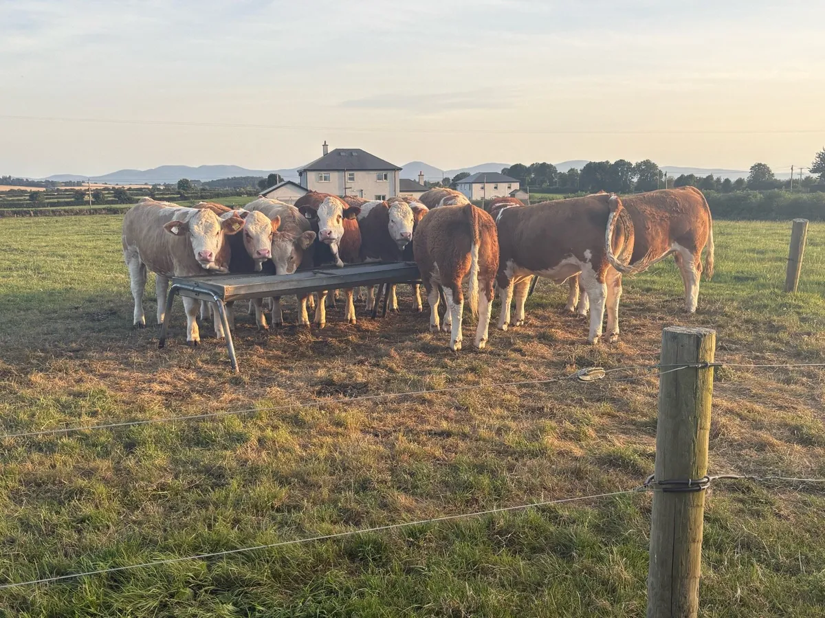 Pedigree Simmental Heifers - Image 3