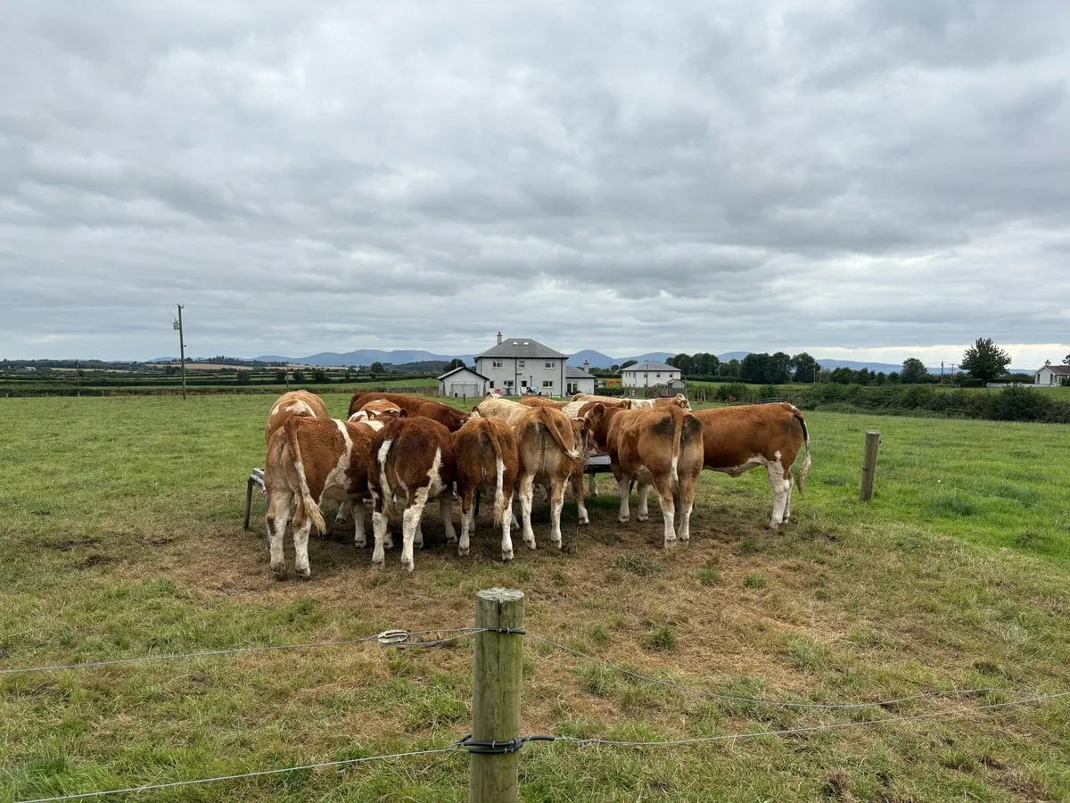 Pedigree Simmental Heifers - Image 4