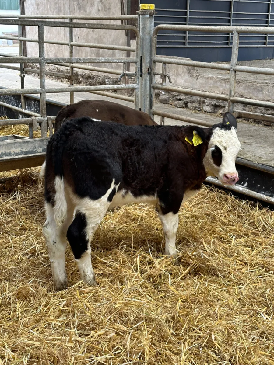 Simmental heifers - Image 3