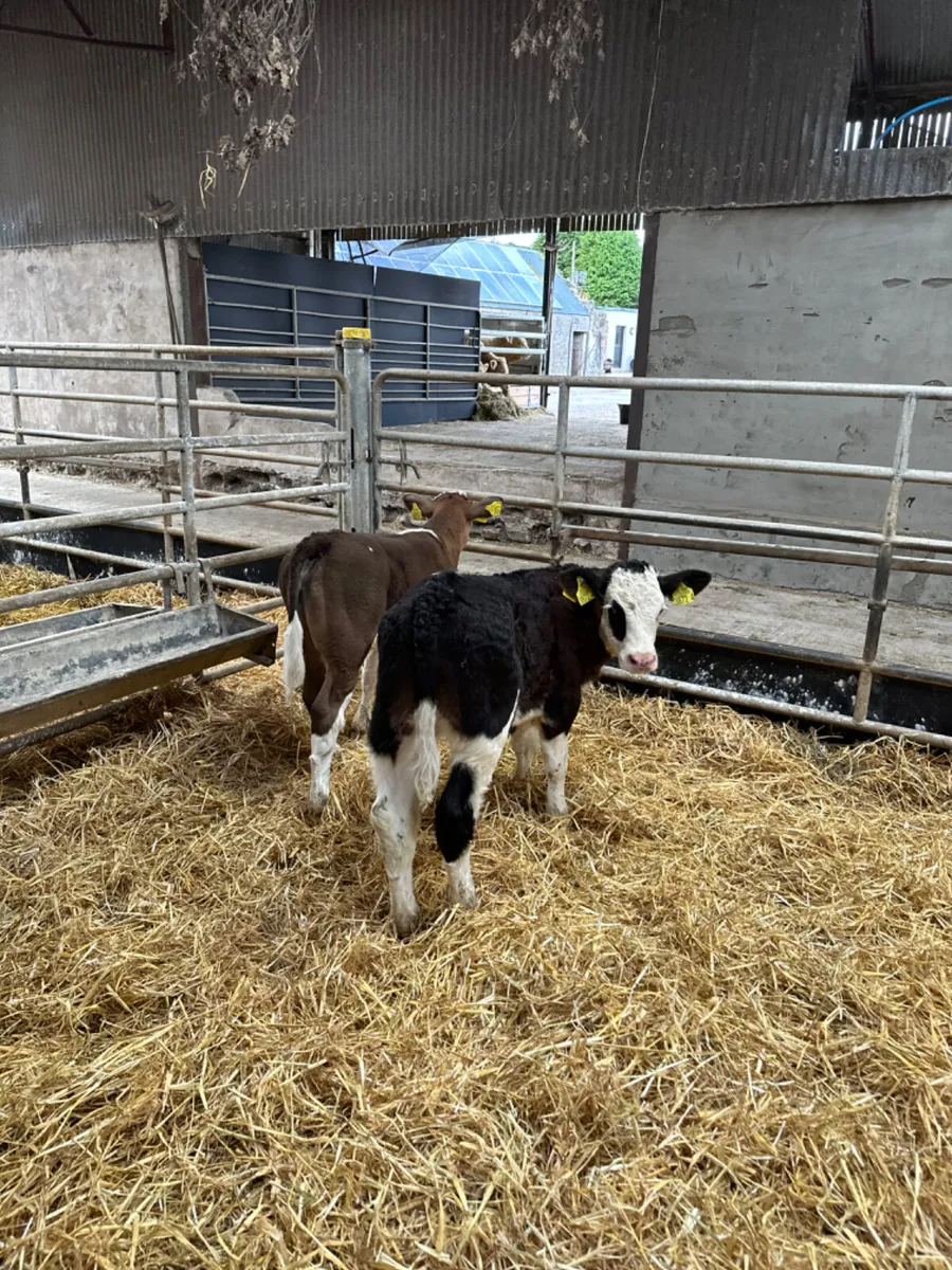 Simmental heifers - Image 4