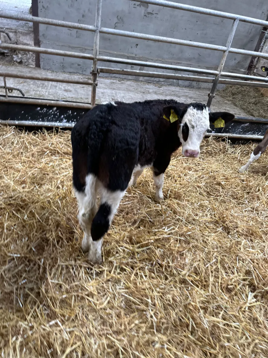 Simmental heifers - Image 2
