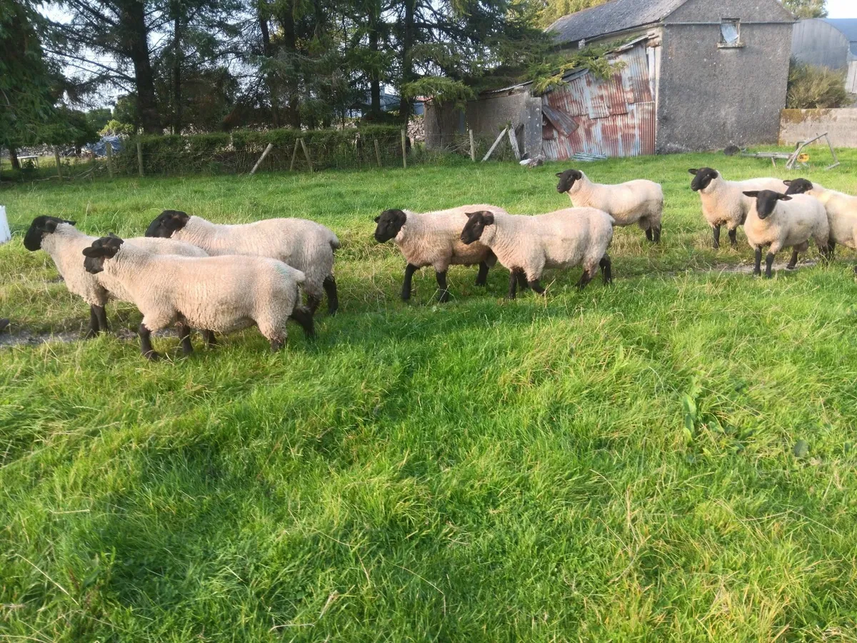 NZ Suffolk Lamb Rams - Image 4