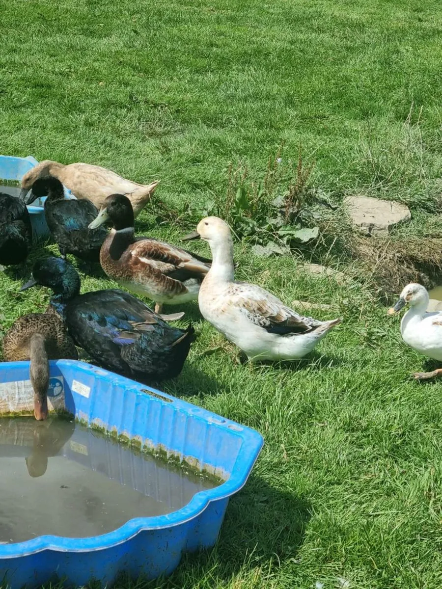 Laying ducks - Image 1