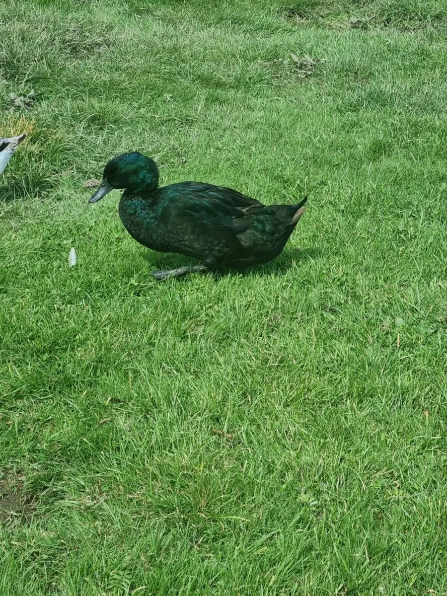 Laying ducks - Image 2