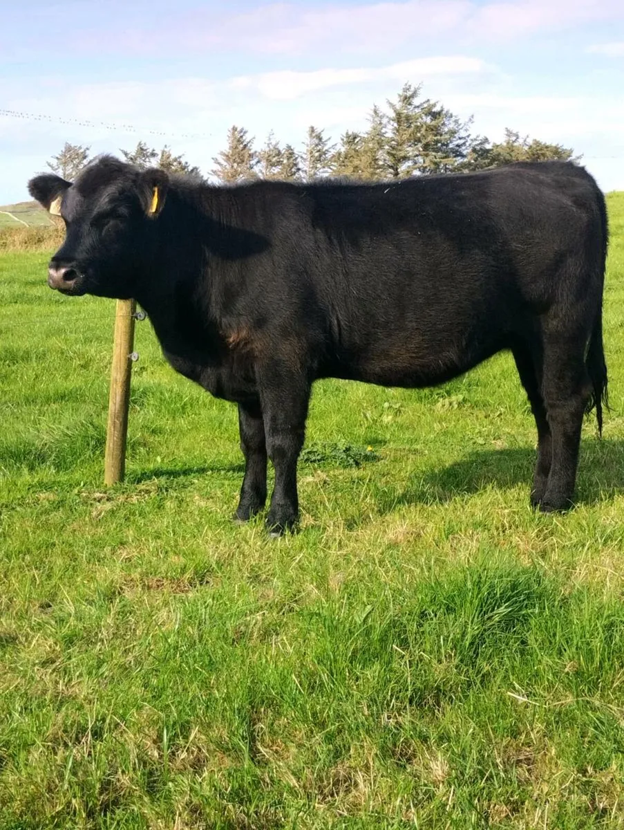 Pedigree Angus Heifer - Image 1