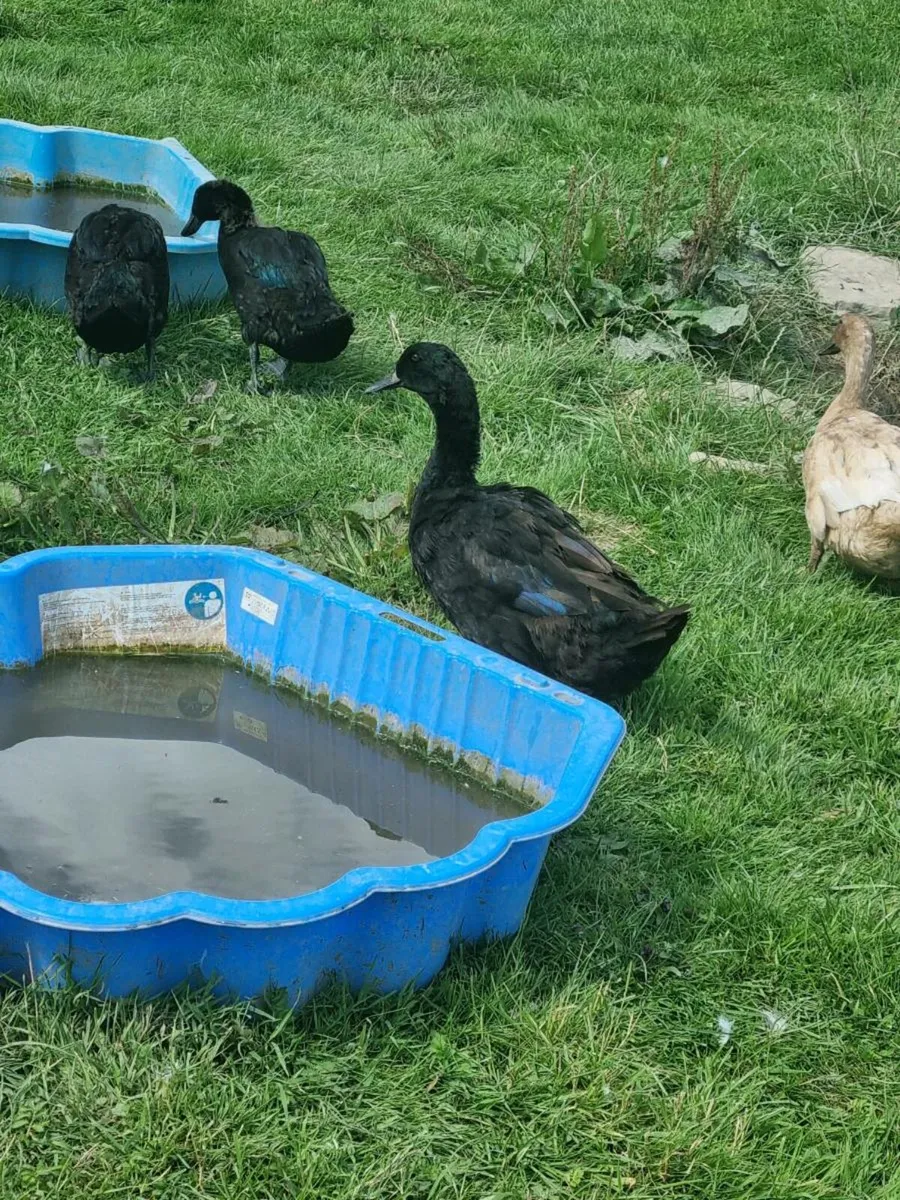 Laying ducks - Image 3