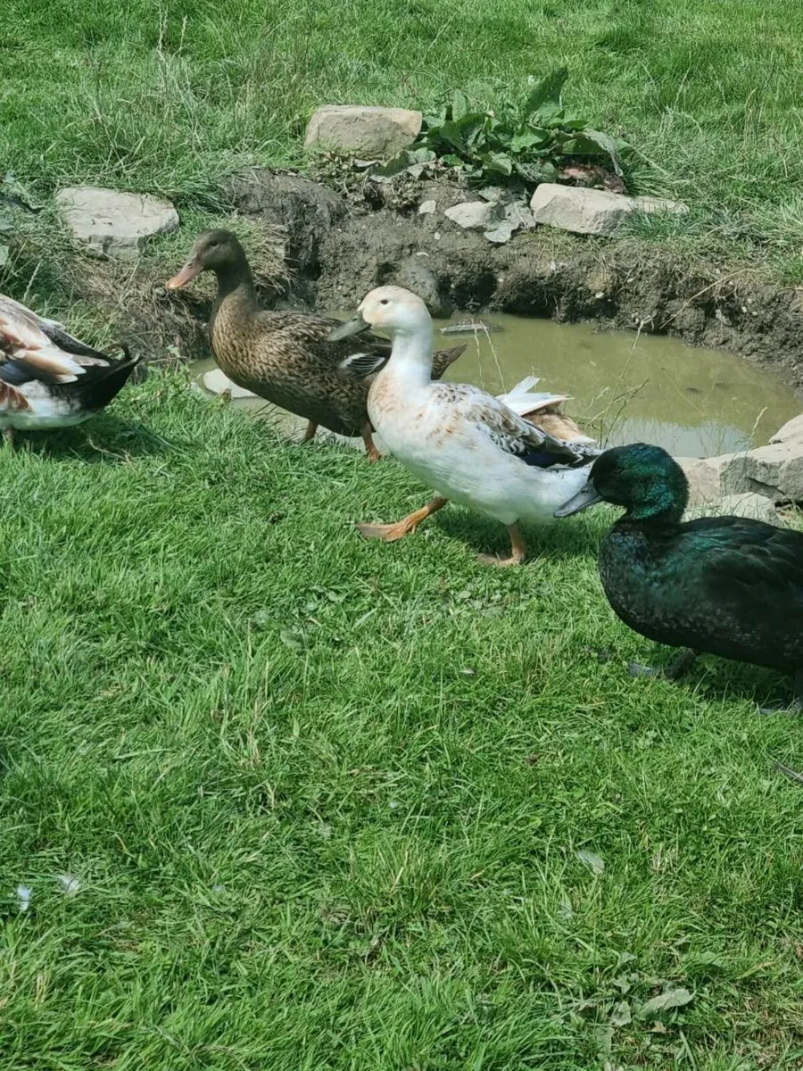 Laying ducks - Image 4