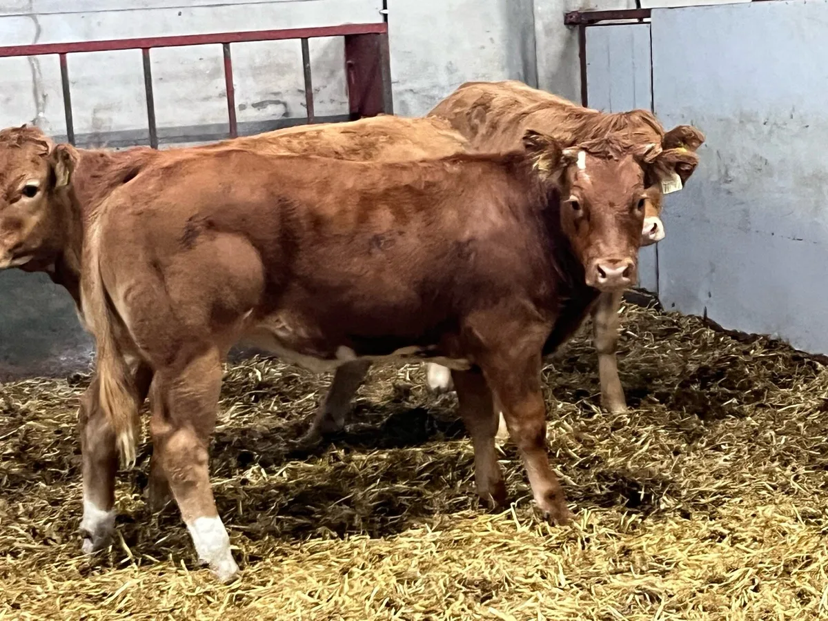 Super U Grade LIM Heifer Weanlings - Image 1