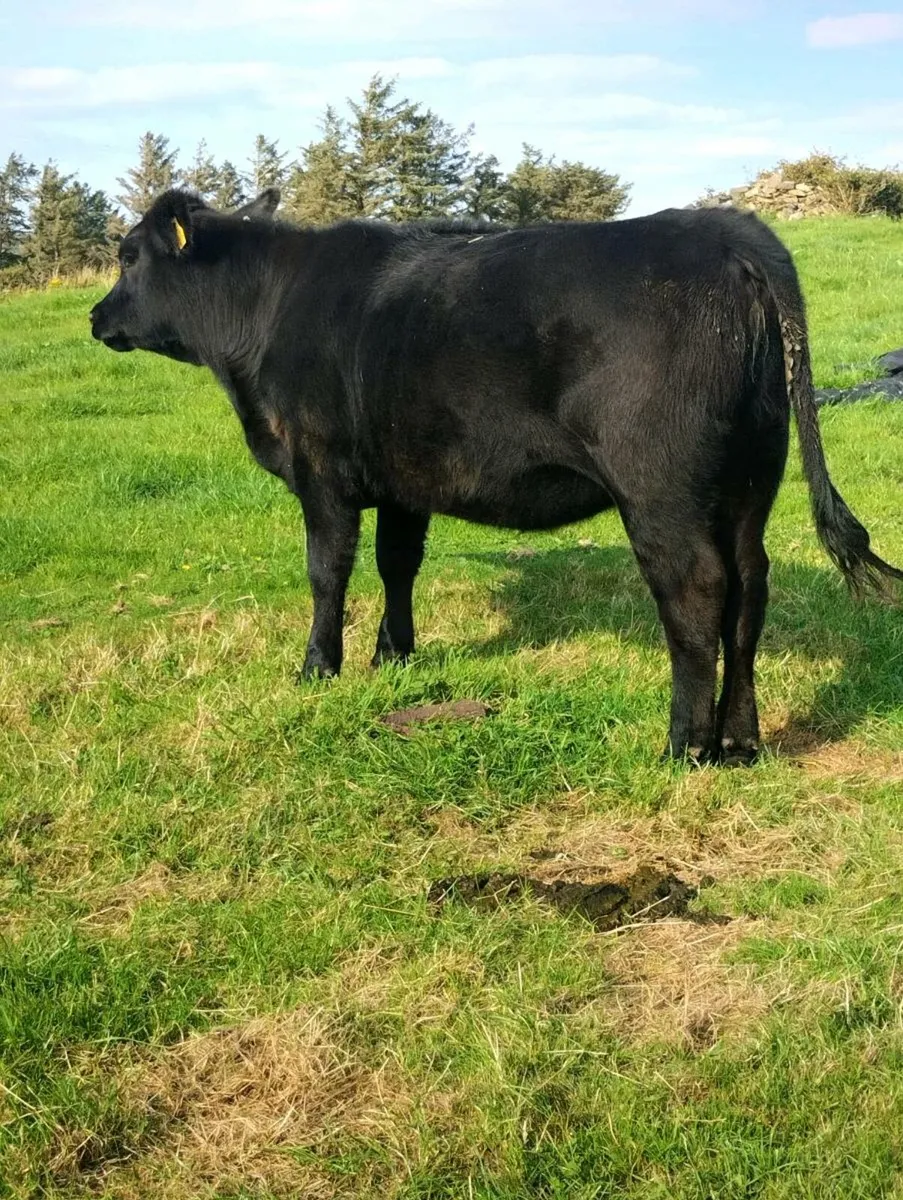 Pedigree Angus Heifer - Image 2
