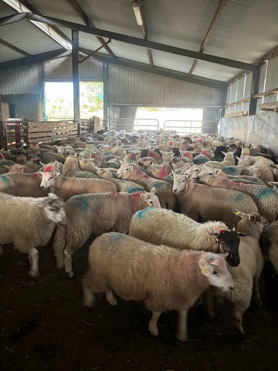 🐑Store lambs 🐑