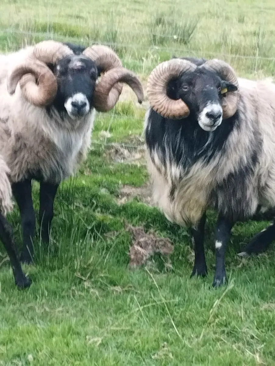 Rams - Image 1