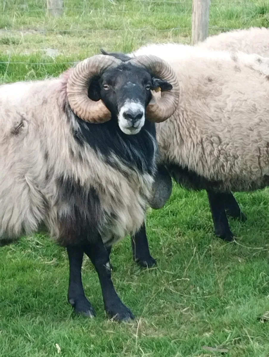 Rams - Image 2