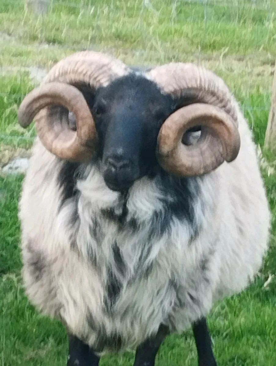 Rams - Image 4