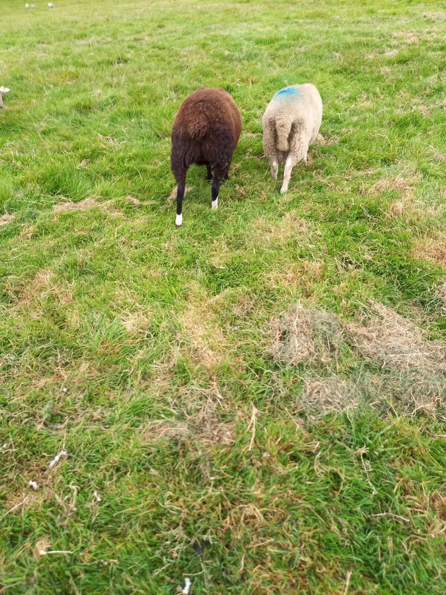 Lambs - Image 1