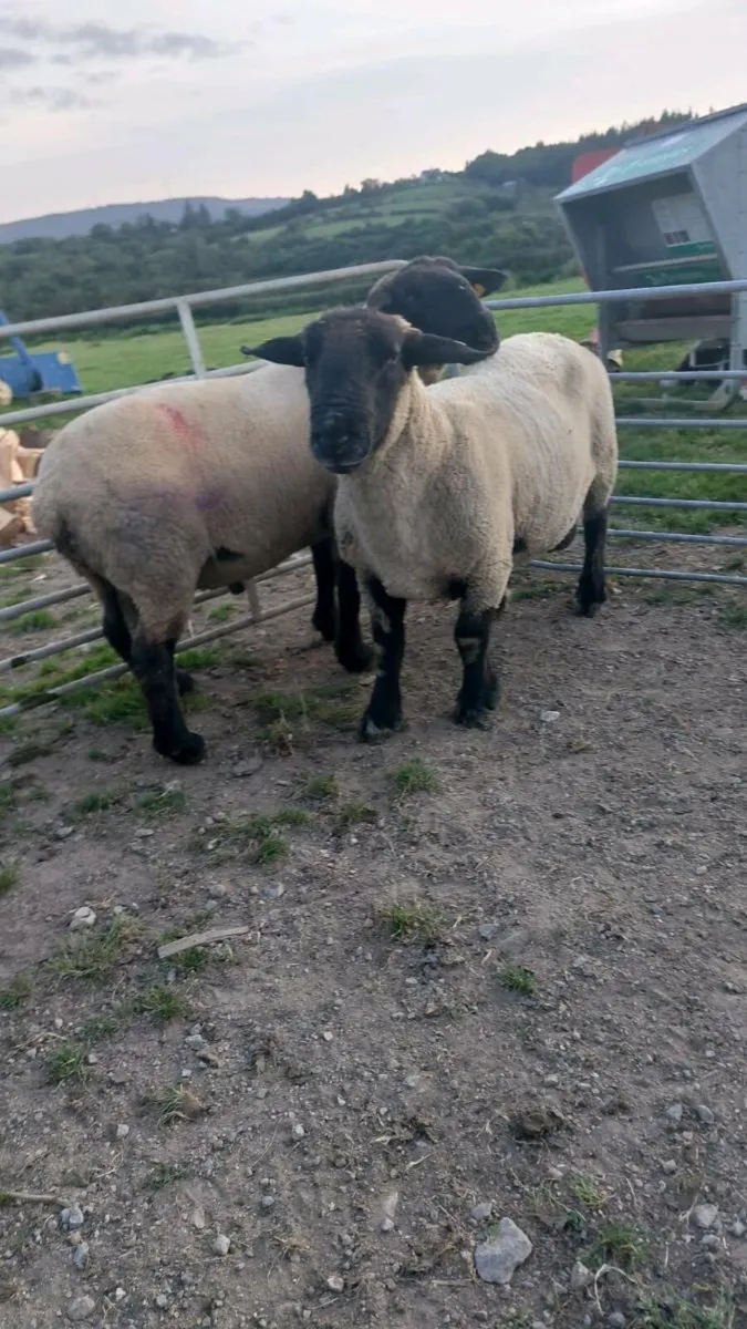 Suffolk and texel rams - Image 2