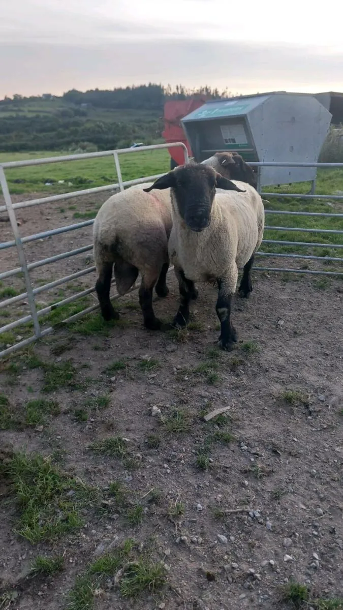 Suffolk and texel rams - Image 3