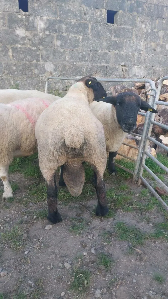 Suffolk and texel rams - Image 4