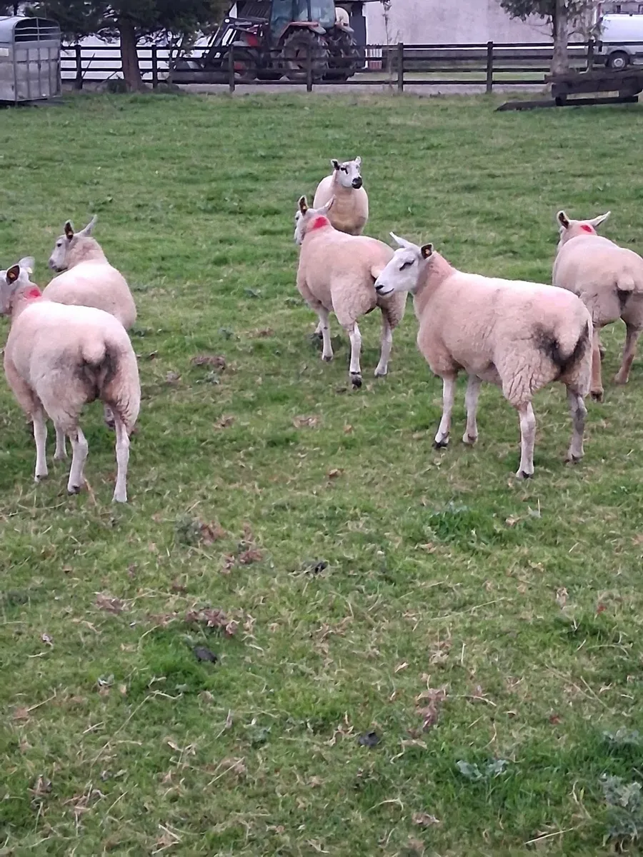 8 Top Class Texel Hoggets - Image 3