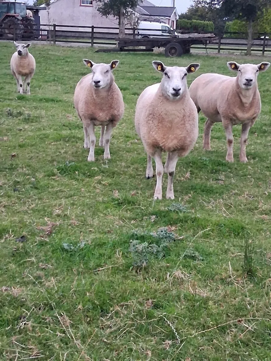 8 Top Class Texel Hoggets - Image 4