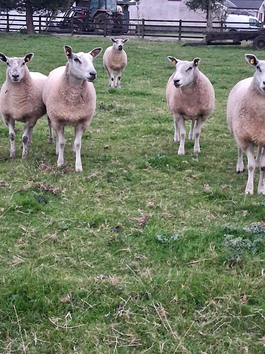 8 Top Class Texel Hoggets - Image 2
