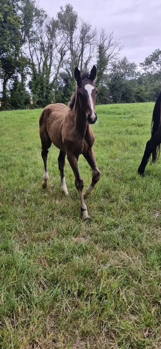 Mirage Dancer colt - Image 1
