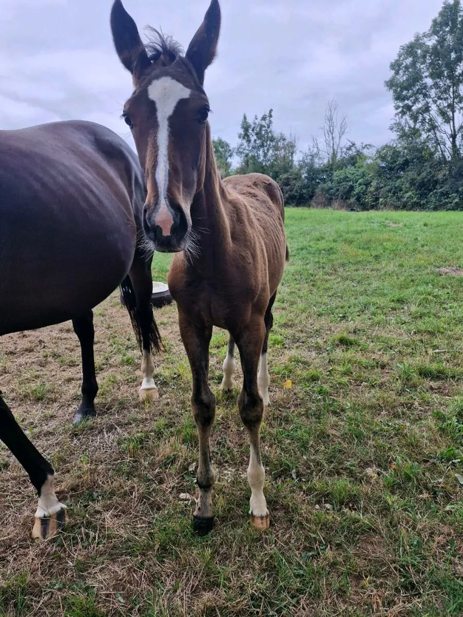 Mirage Dancer colt - Image 3