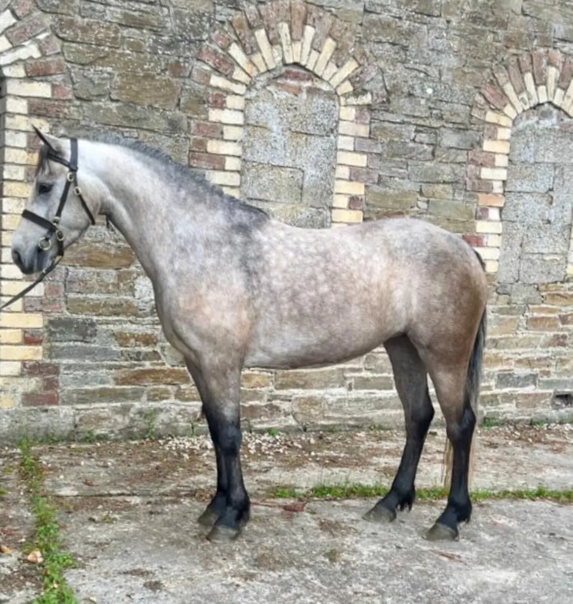 Lot 118 and Lot 119 Clifden Friday - Image 3