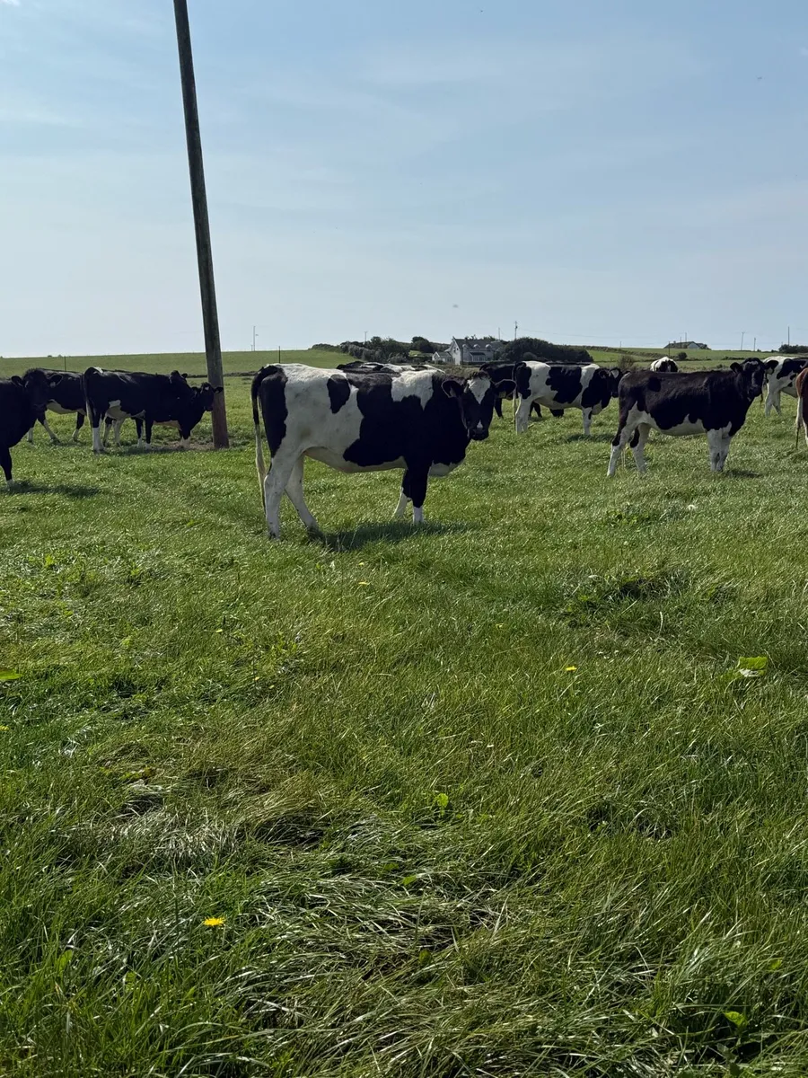 20 In Calf Heifers - Image 2